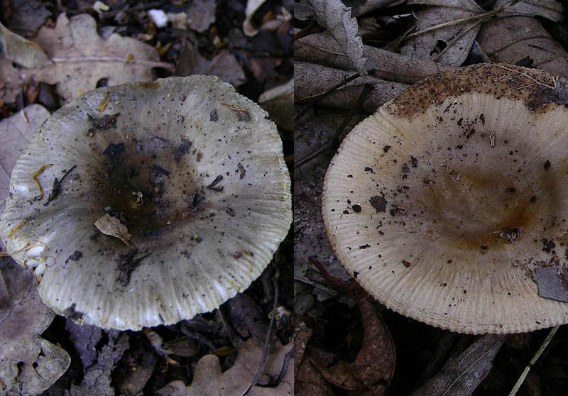 Russula insignis e Russula praetervisa a confronto.